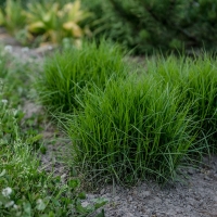 Viksva (Carex muskingumensis) 'Little Midge'
